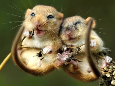 Фотографии смешных мышек, чтобы поднять настроение