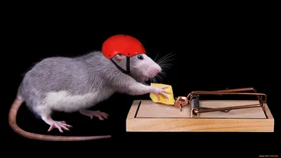 Фотографии мышат в хорошем качестве - бесплатно для скачивания