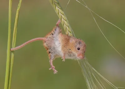 Фото смешных мышек: улыбнись с нами