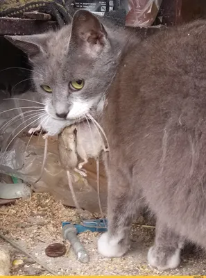 Фото мышей, которые точно вызывают улыбку