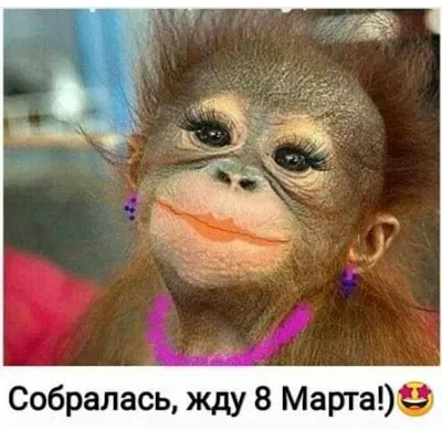 Картинка смешных обезьян - Фотка