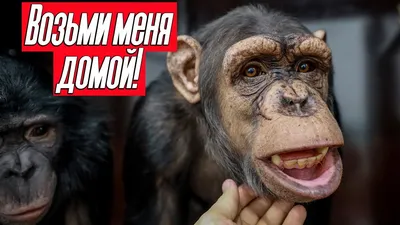 Новые приколы с обезьянами: Фото для смеха и развлечения
