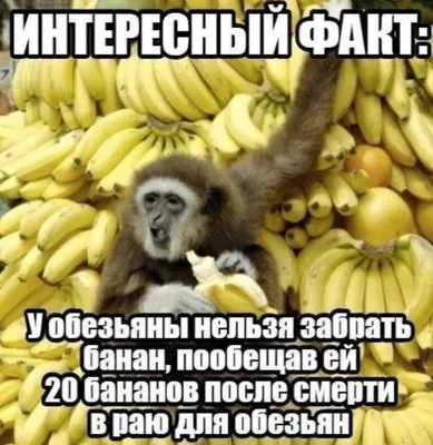 Фото обезьян в хорошем качестве: Приколы на каждый день