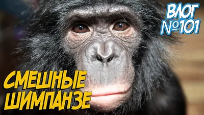 Фотк обезьяны с подписью HD смех