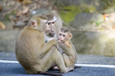 Фотография обезьян в Full HD: улетные выражения лиц