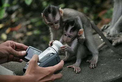 Обои на телефон с обезьянами: природа с юмором