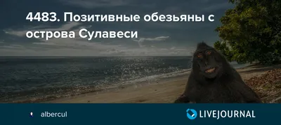 HD фото обезьян: в гуще смеха