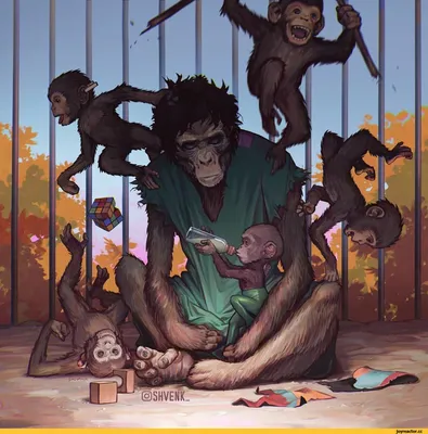 Full HD изображения обезьян: комедийная симфония