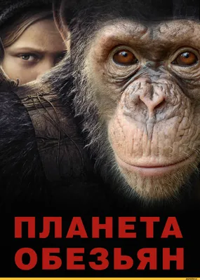 4K обезьяны с надписями: Качай бесплатно в высоком разрешении
