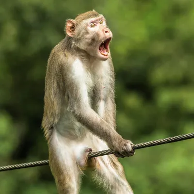 Смешные обезьяны в JPG формате