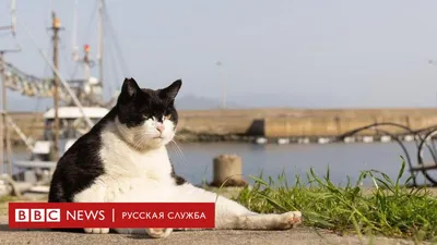 Фотографии смешных мурлык и прикольных заголовков