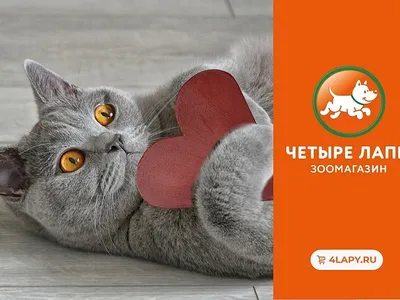 Фотографии смешных котят и комических заголовков