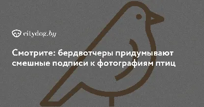 Фотографии, чтобы вызвать взрыв смеха: скачайте в формате WebP