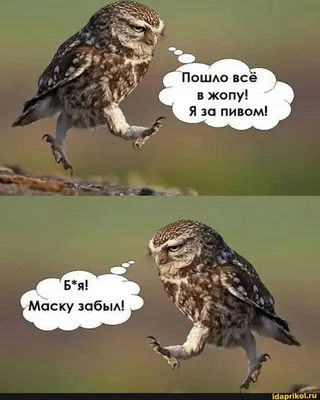 Лучшие смешные картинки - скачать в формате JPG