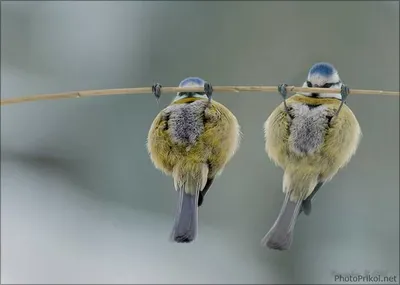 Фото смешных птичек, чтобы улыбнуться