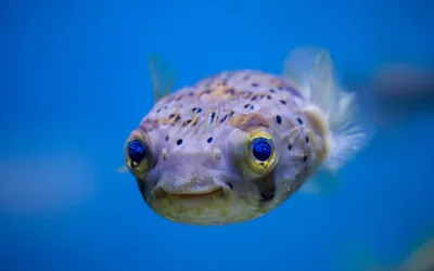 Смешные рыбы картинки: новые фото для вашего смеха