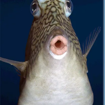 Смешные рыбы картинки: выберите изображение в формате PNG, JPG, WebP