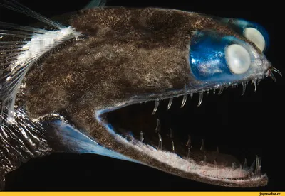 Смешные рыбы картинки: выберите изображение в 4K разрешении