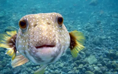 Смешные рыбы: улыбнитесь с этими забавными фото!