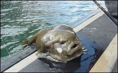 Веселые моменты под водой: смешные рыбы на фотографиях.