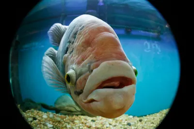 Улыбнитесь вместе с рыбами: смешные фотографии.