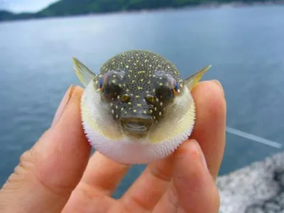 Загадочные морские создания: фотографии смешных рыб.