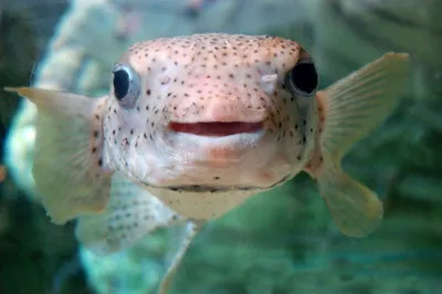 Рыбные анекдоты: улыбнитесь вместе с этими фото.