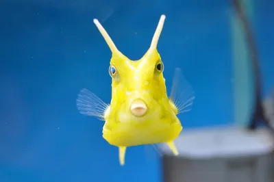 Забавные рыбки: фотографии, которые вызовут улыбку.