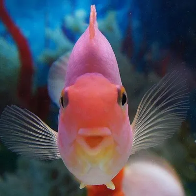 Подводный юмор: фото смешных рыб.