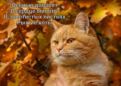 Смешные рыжие коты на картинке в JPG