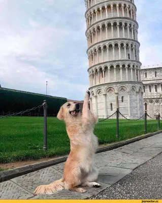 Смешная фотка с пизанской башней: маленький размер, JPG