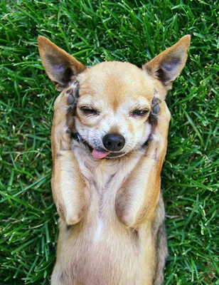 Фото смешной собаки - скачать в формате PNG