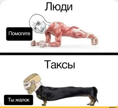 Смешные таксы - смешные фотографии в формате JPG, PNG, WebP