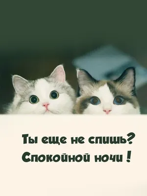 100+ смешных фото, которые поднимут настроение.