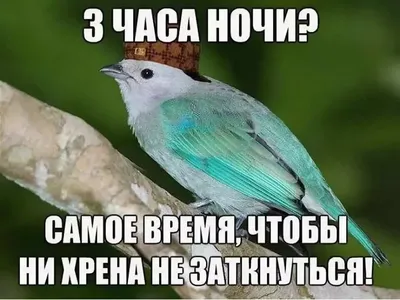 100+ смешных фото, которые вызовут у вас улыбку.