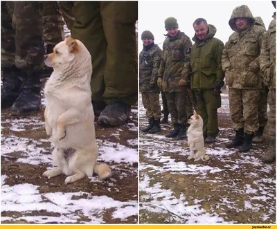 Фотографии смешных военных розыгрышей и ситуаций на службе