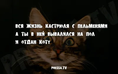 Смешные выражения в картинках: скачать бесплатно в HD