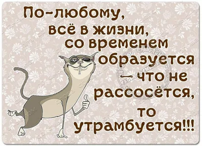 Изображения смешных высказываний о жизни: бесплатно скачать в хорошем качестве