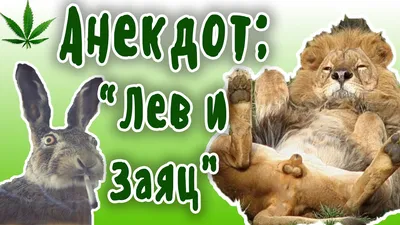 Смешные зайцы, которые вызовут у вас улыбку на лице