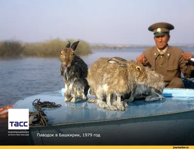 Фотографии смешных зайцев для вашего веселья и смеха