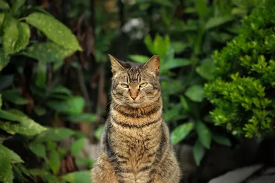 Фото смешной кошки в JPG для использования в блоге