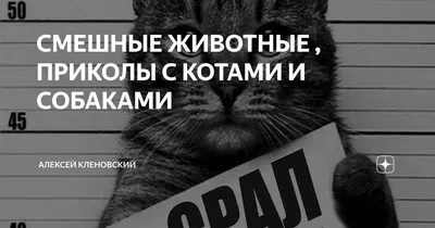 Фотографии милых животных, которые приведут вас в восторг: 30 снимков в формате PNG