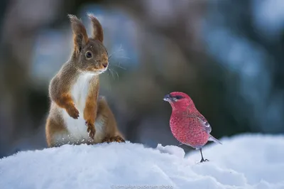 Феерия зимнего веселья: Забавные моменты с животными на фото