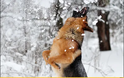 Смех на льду: Зимние приключения забавных животных