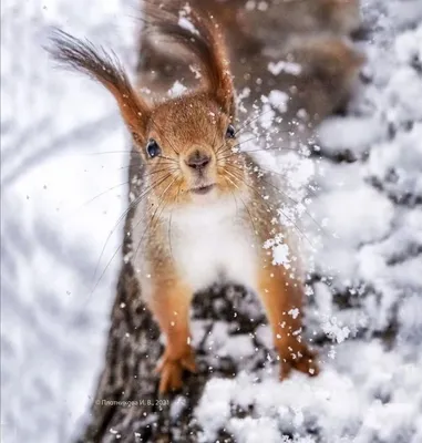Холодные уголки веселья: Фото с животными зимой