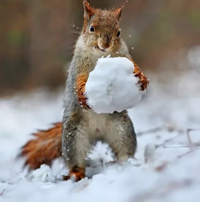 Ледяные забавы: Смешные моменты с животными на зимних фото