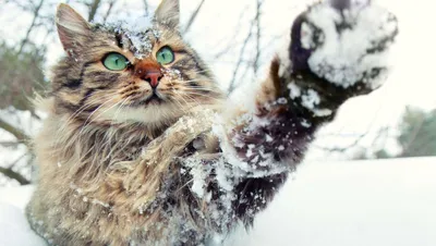 Смешные звери в снежных зарослях: Фотографии зимних приключений