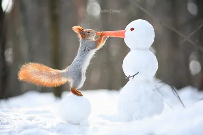 Снежные веселья: Фотографии смеха с зимними друзьями