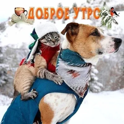 Холодные анекдоты: Фотографии смеха с животными зимой