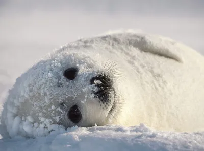 Зимняя камедия: Смешные кадры с животными на фото